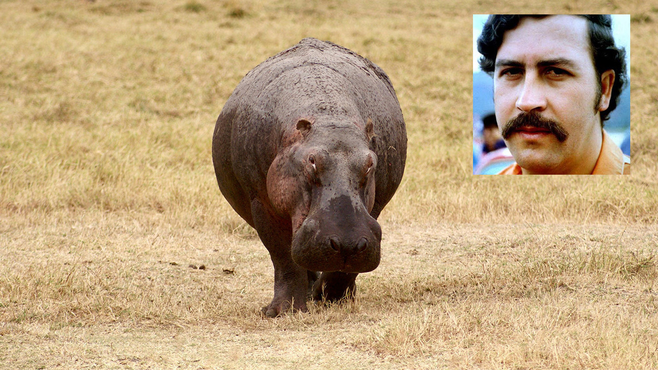 Escobar’ın su aygırları bölgeyi işgal etmişti: Milyarder satın almayı planlıyor