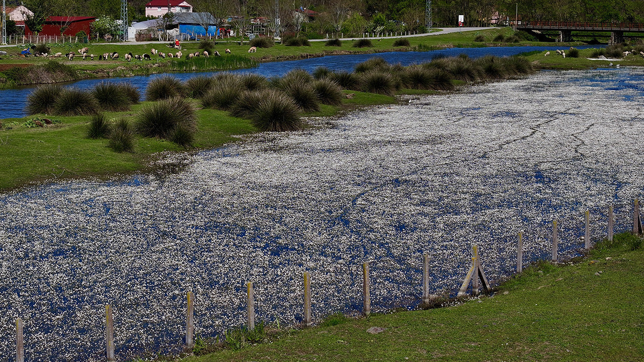 Kızılırmak Deltası’nda bahar: Su papatyaları yüzeyi beyaza boyadı