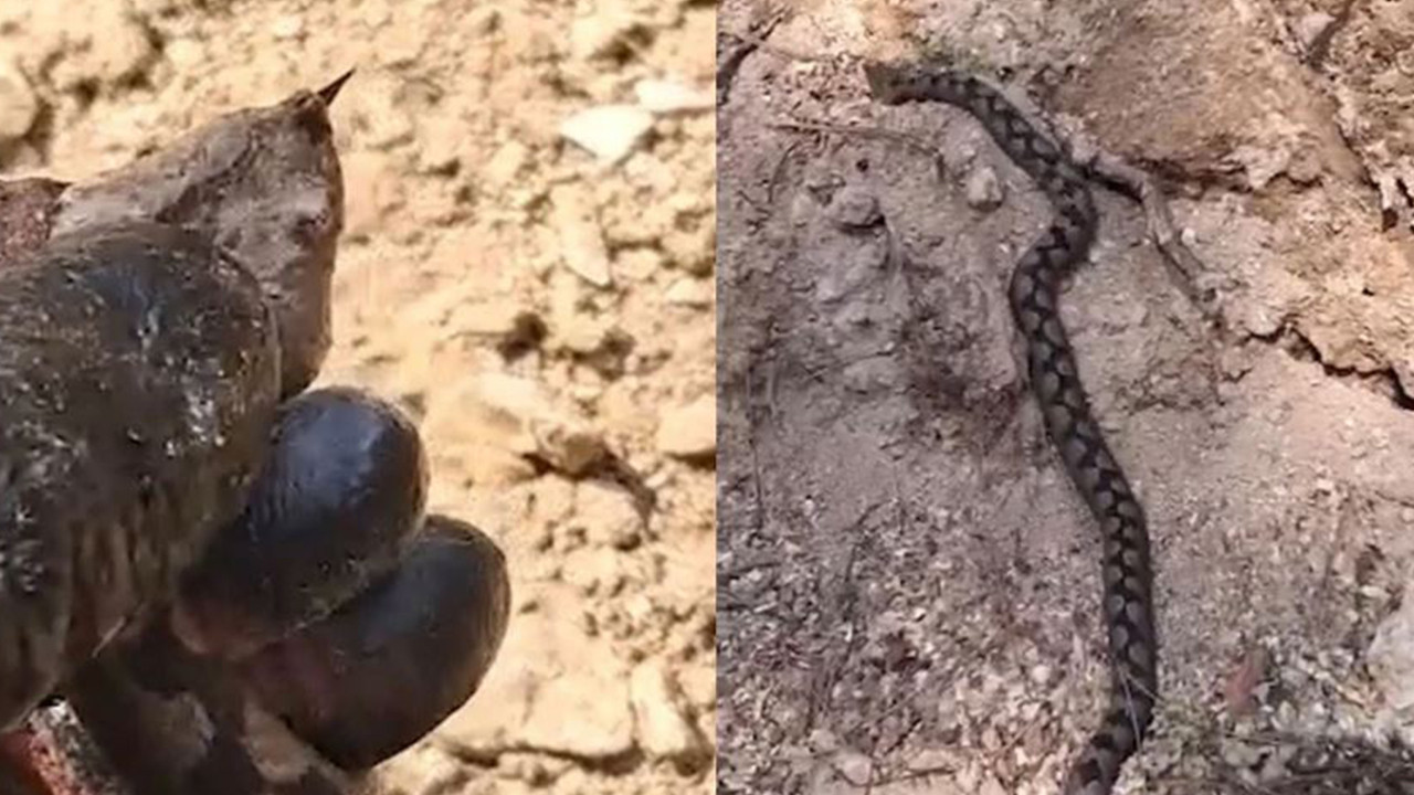 Nesli tükenmekte olan tür Bolu’da görüntülendi