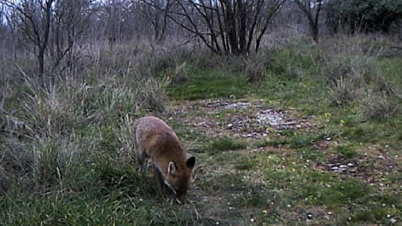Şehir içinde vahşi yaşam: Üniversite yerleşkesinde tilki, sansar ve kirpi