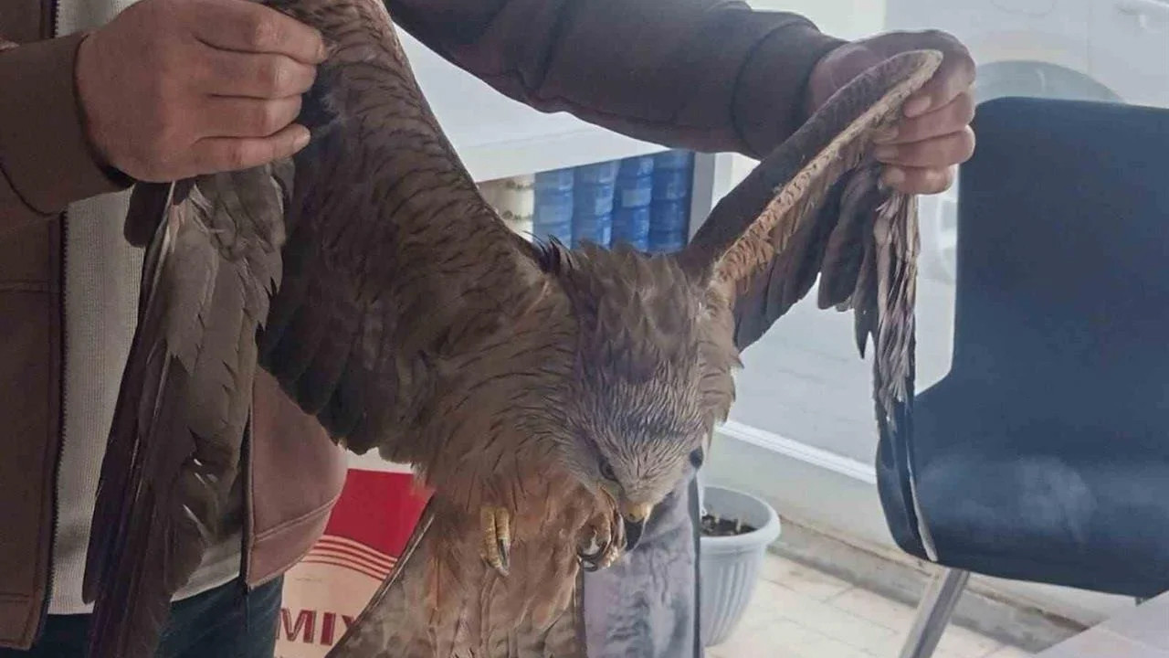 Sivas'ta alkışlanacak hareket: Yaralı halde bulduğu can dostu için seferber oldu