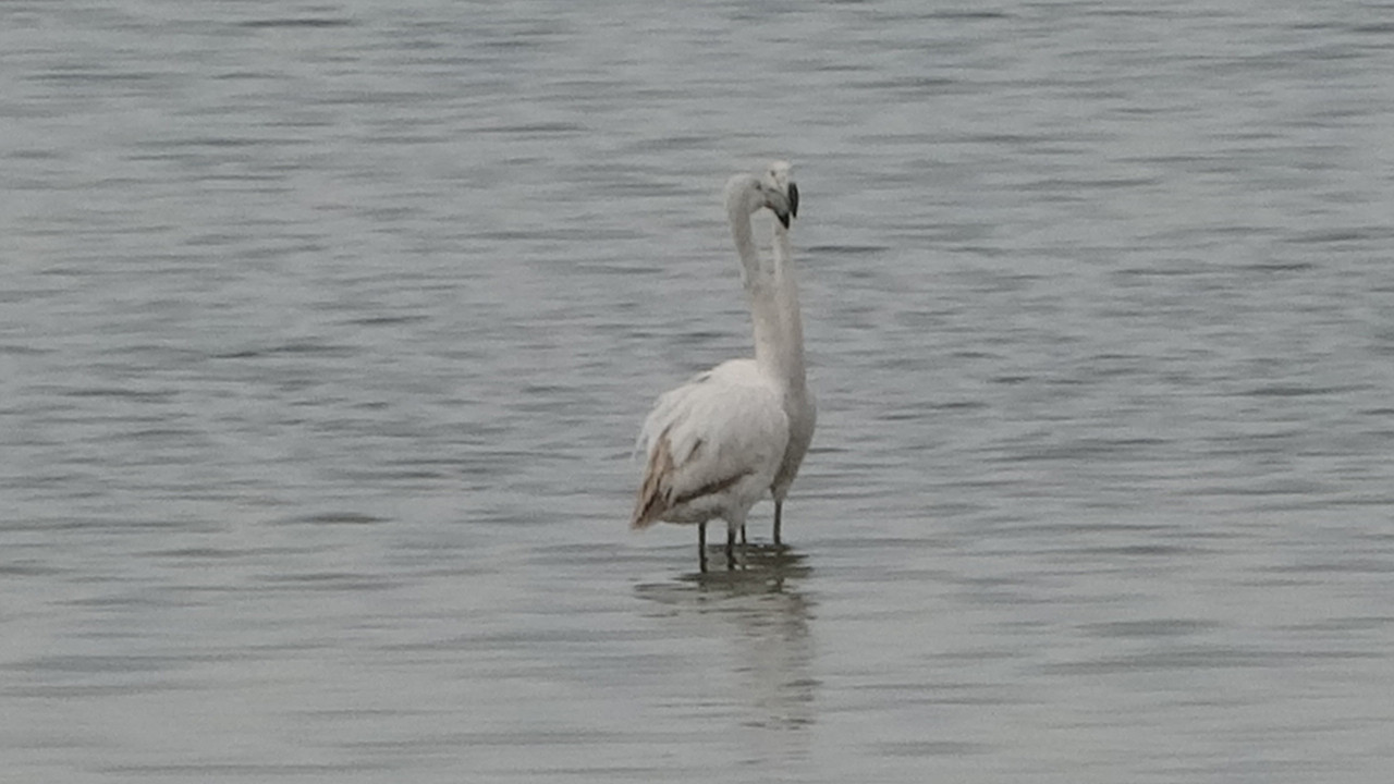 Van Gölü Havzası'nda flamingo akını