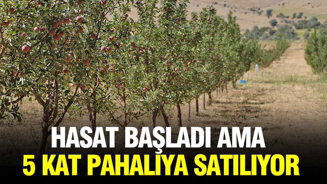 Hasat başladı ama 5 kat pahalıya satılıyor