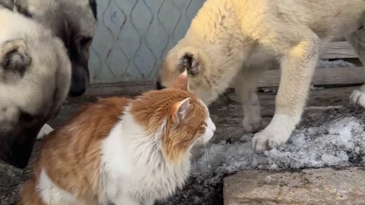 Kedi ile Kangal köpeklerinin dostluğu görenleri şaşkına çeviriyor