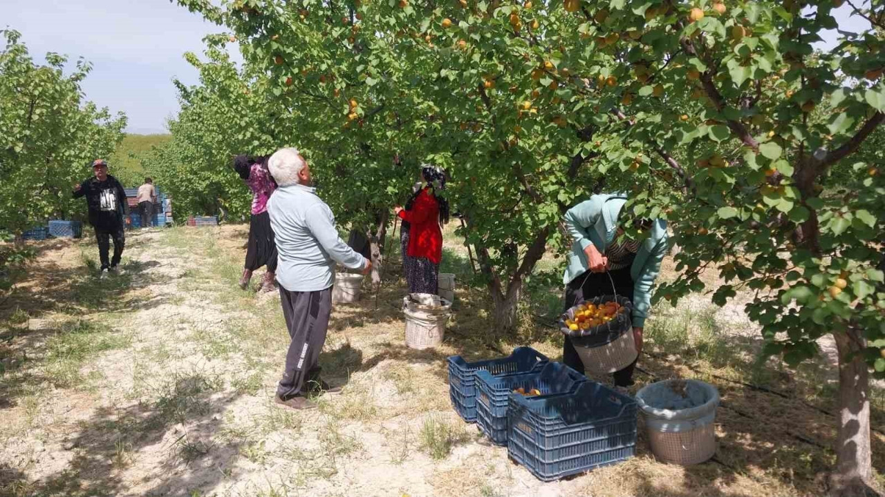 300 bin ton için hasat başladı: Yok pahasına satılan ürün 120 liradan alıcısını bekliyor