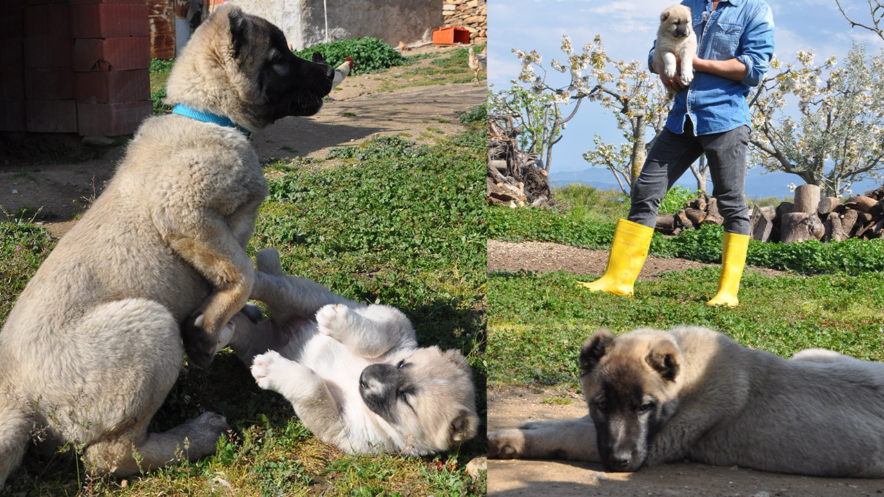 Genç fizyoterapistten Manisa’da Kangal yetiştiriciliği hamlesi