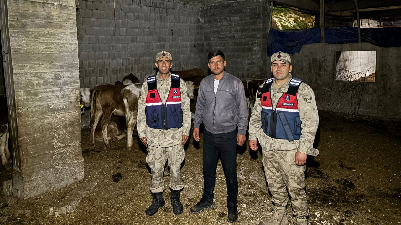 Kilis'te kaybolan büyükbaş hayvanlar jandarma tarafından bulundu