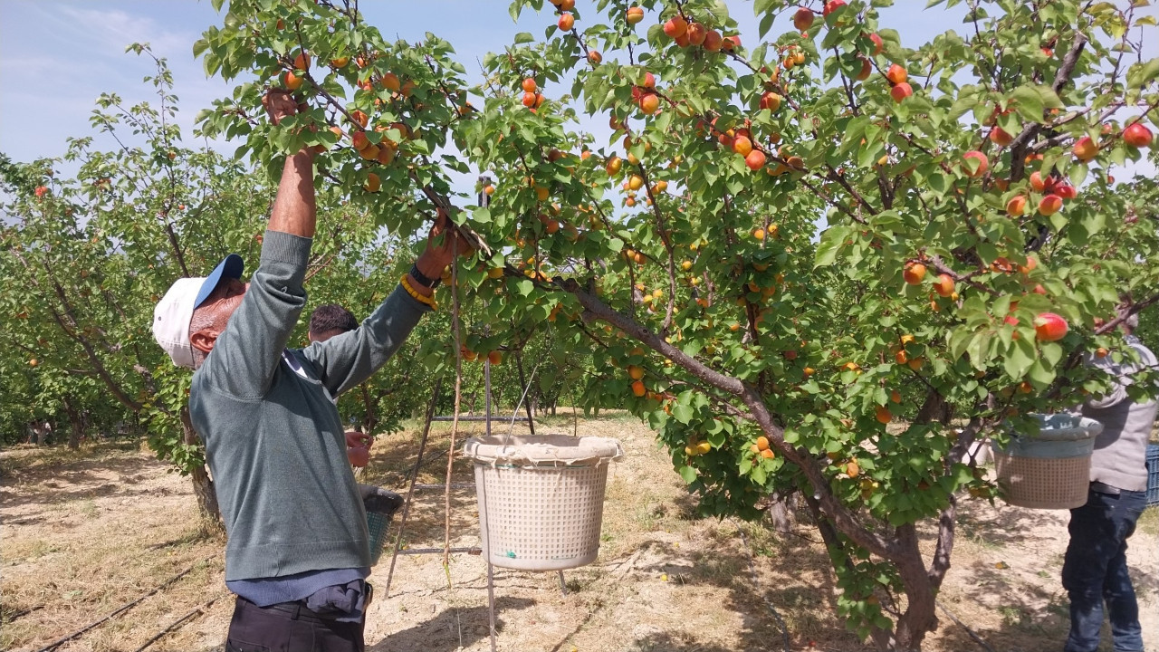 Mersin'de kayısı hasadı başladı: 300 bin ton hedef ihracat hedef