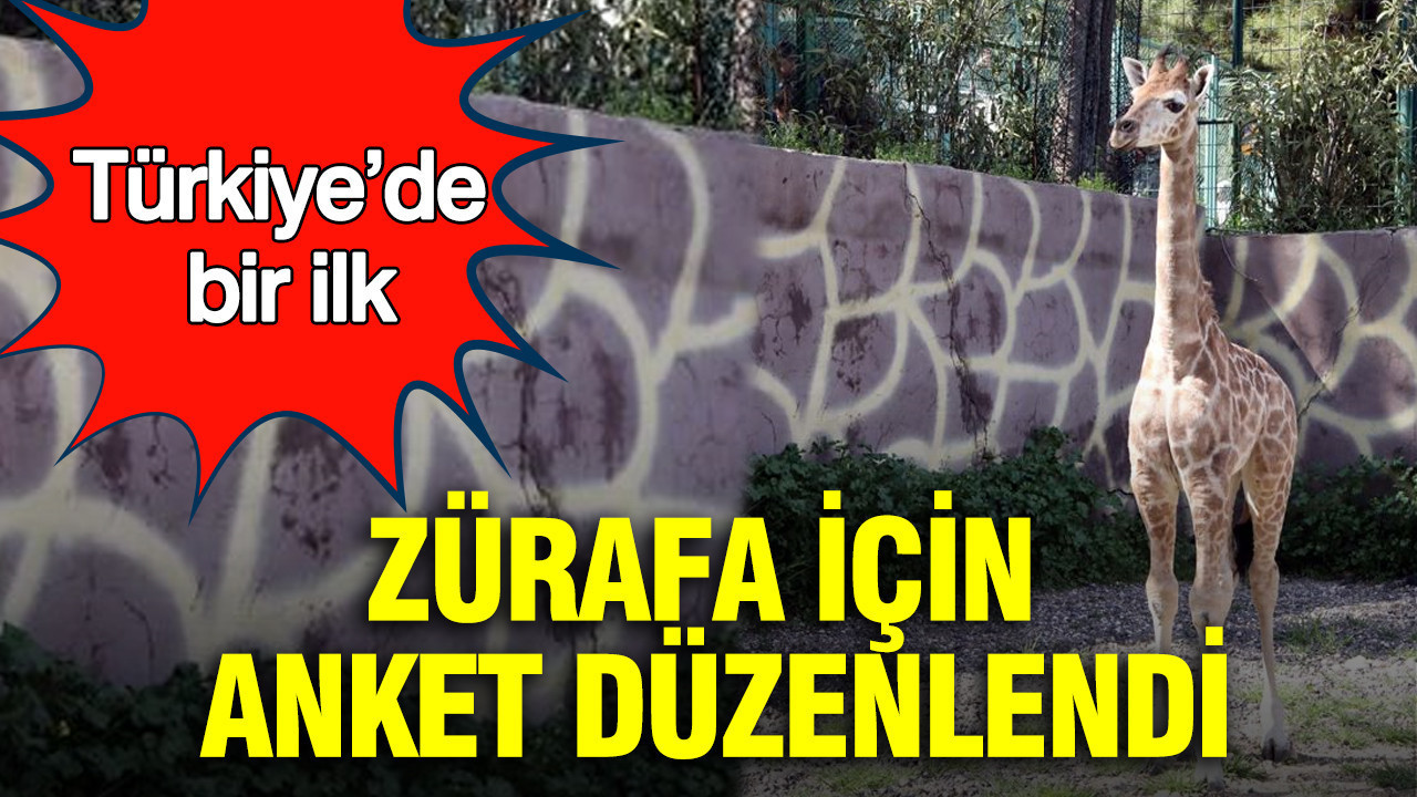 Türkiye’de bir ilk: Zürafa için anket düzenlendi