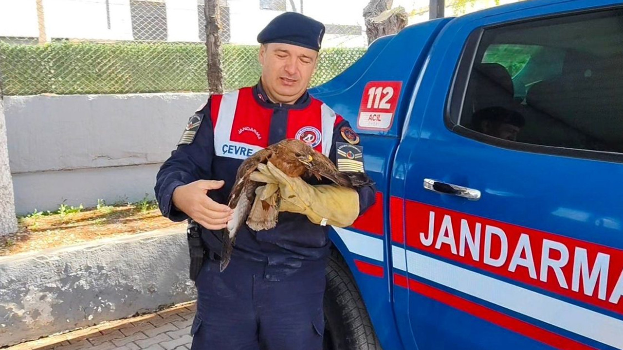 Yozgat'ta yaralı şahin tedavi altına alındı