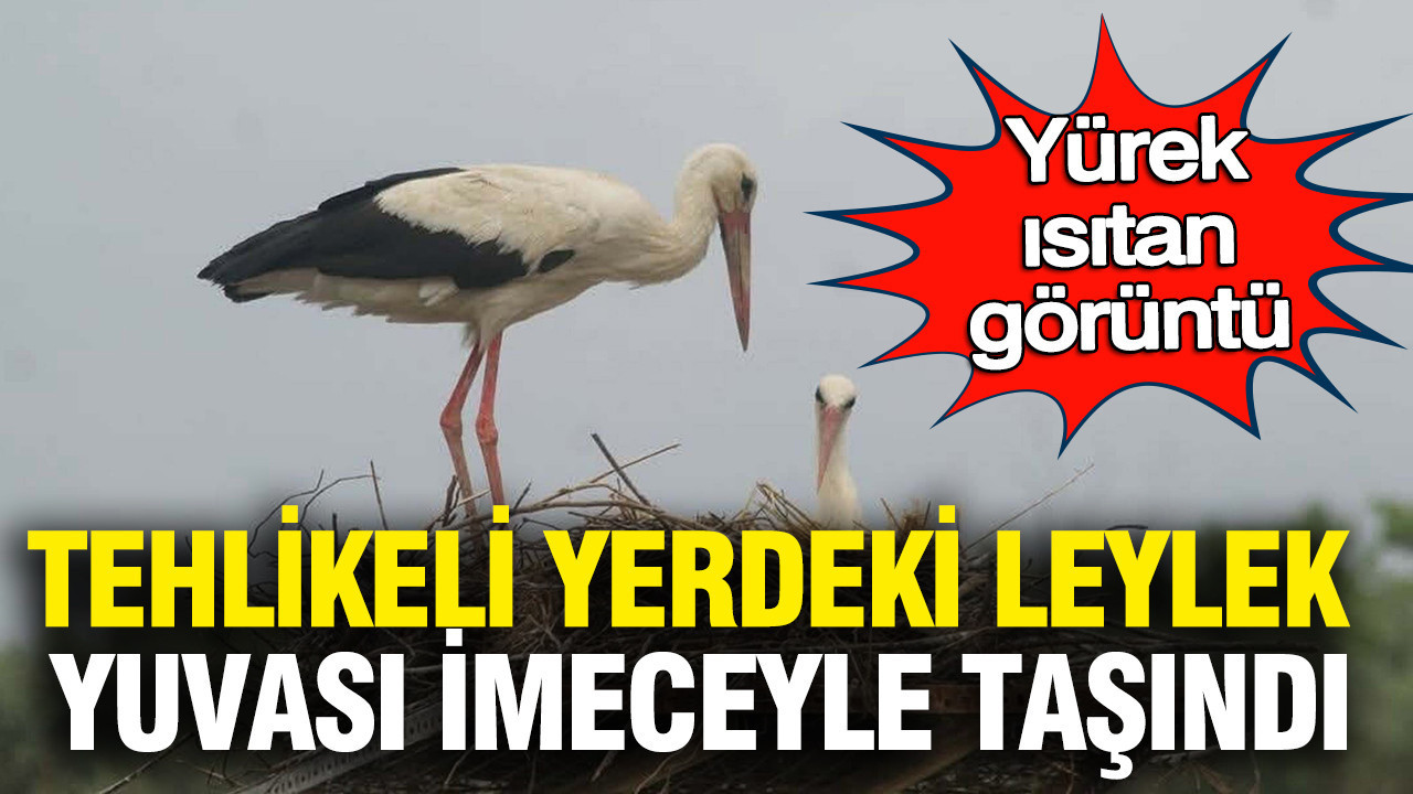 Yürek ısıtan hikaye: Tehlikeli yerdeki leylek yuvası imeceyle taşındı