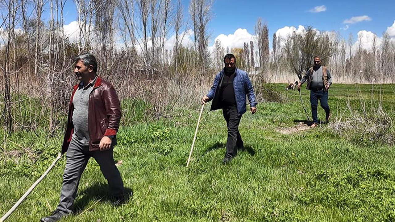 Çiftçilerin yaban domuzu nöbeti