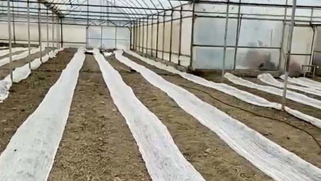 Don uyarısına karşı seracılardan tüllü önlem