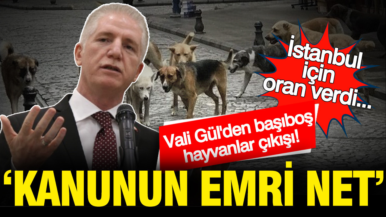 İstanbul Valisi Davut Gül'den başıboş hayvanlar çıkışı: Kanunun emri net