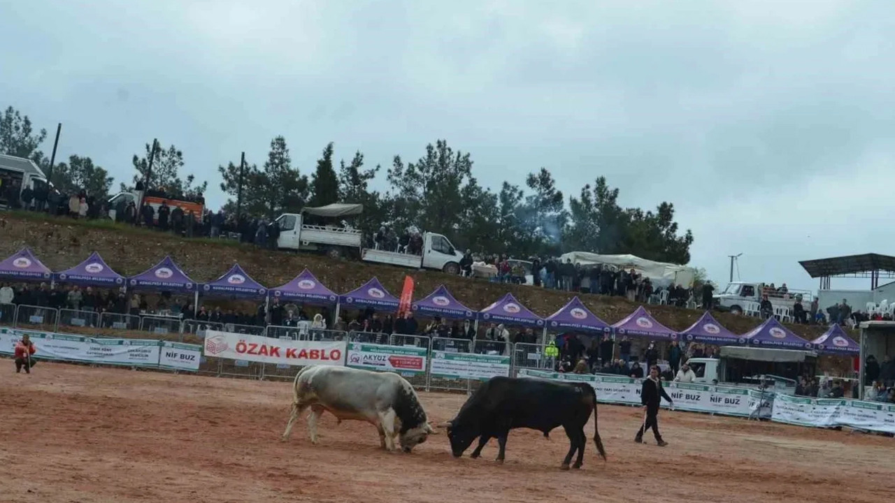 İzmir’de 3. Boğa Güreşleri Festivali heyecanı