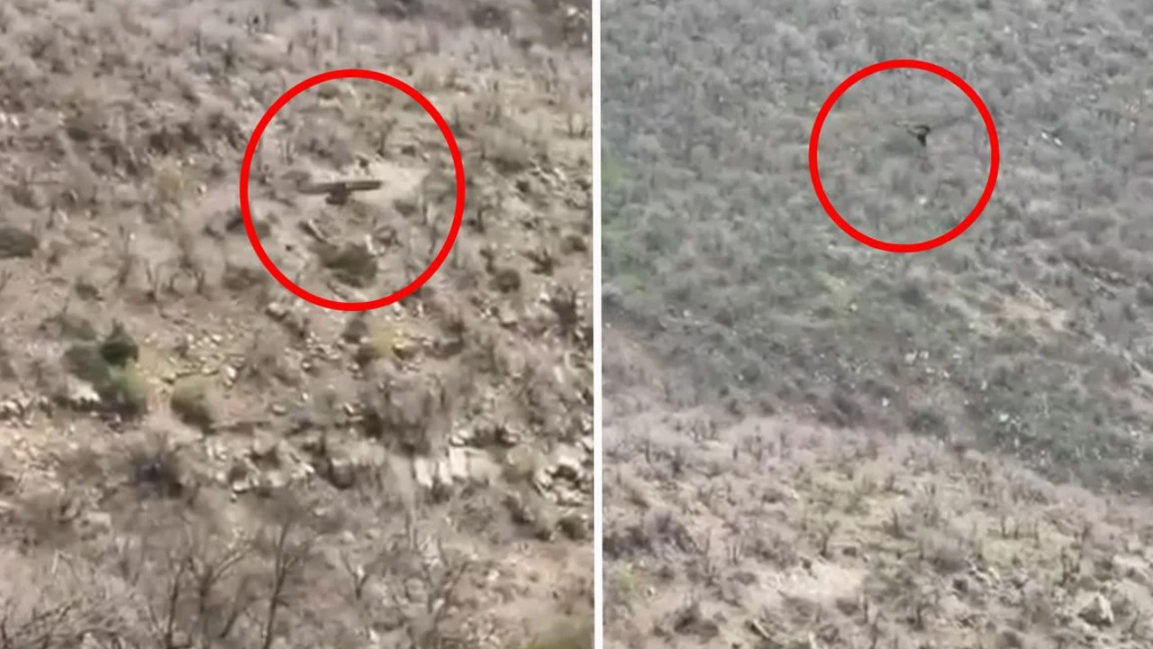 Şırnak’ta kartalın domuz avı