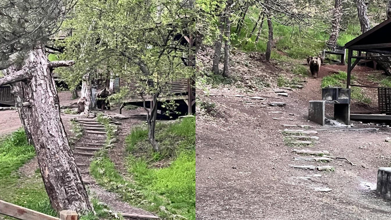 Soğuksu Milli Parkı’nda ayı ailesi kamerada