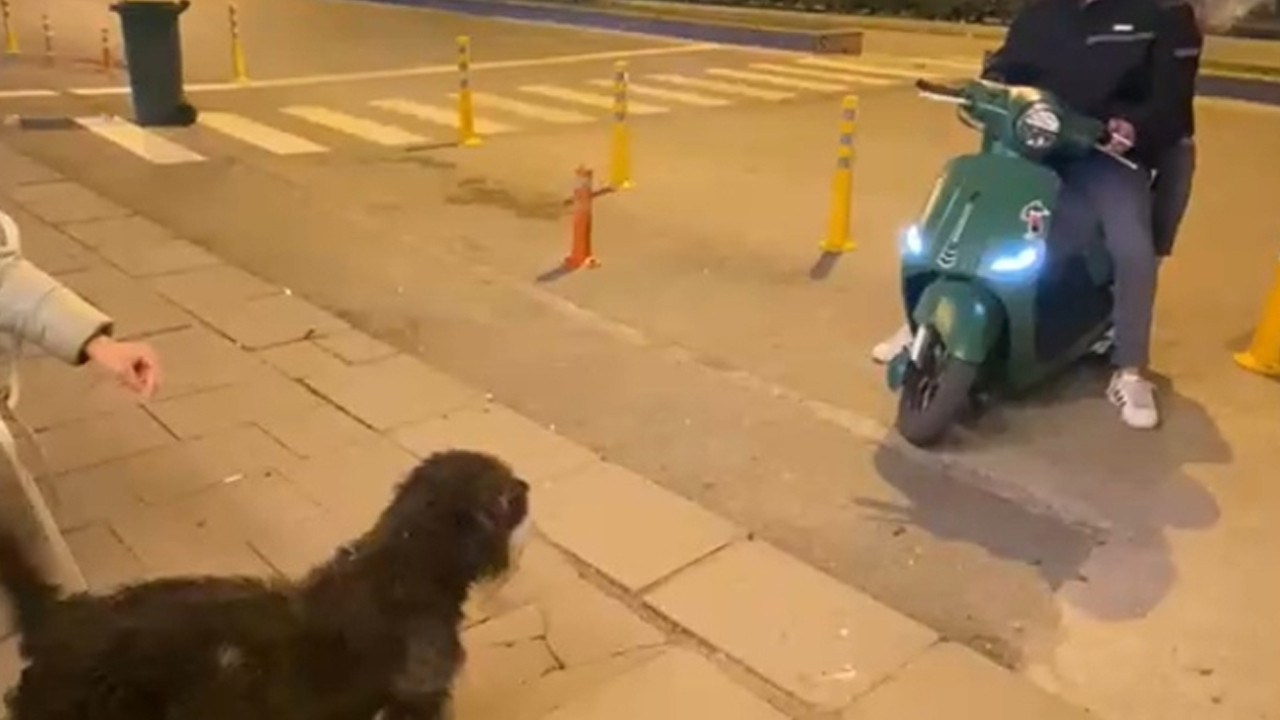 Sokak köpeğinin motosiklet sevdası
