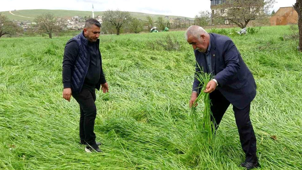 Hububatı ‘süper hücre’ vurdu: Binlerce arazi zarar gördü