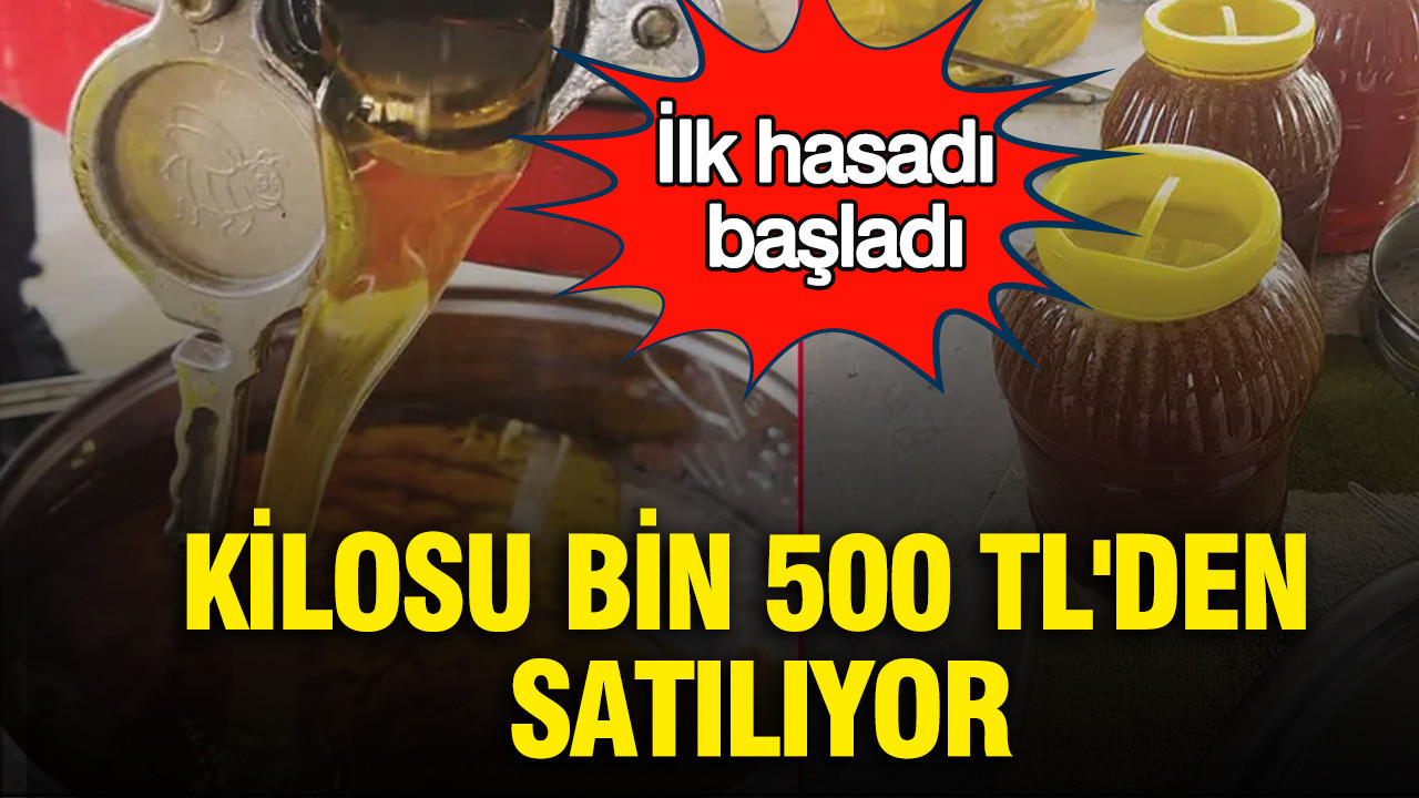 İlk hasadı başladı: Kilosu bin 500 TL'den satılıyor