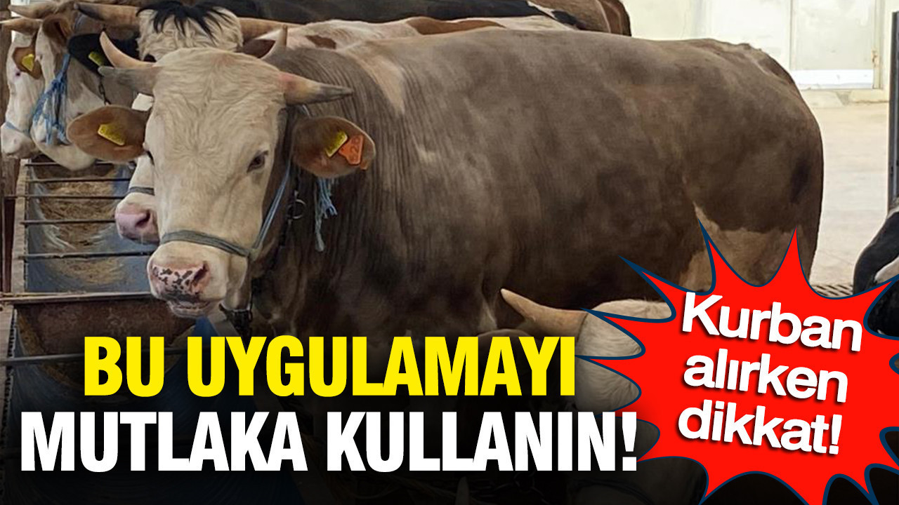 Kurbanlık alırken dikkat: Bu uygulamayı mutlaka kullanın