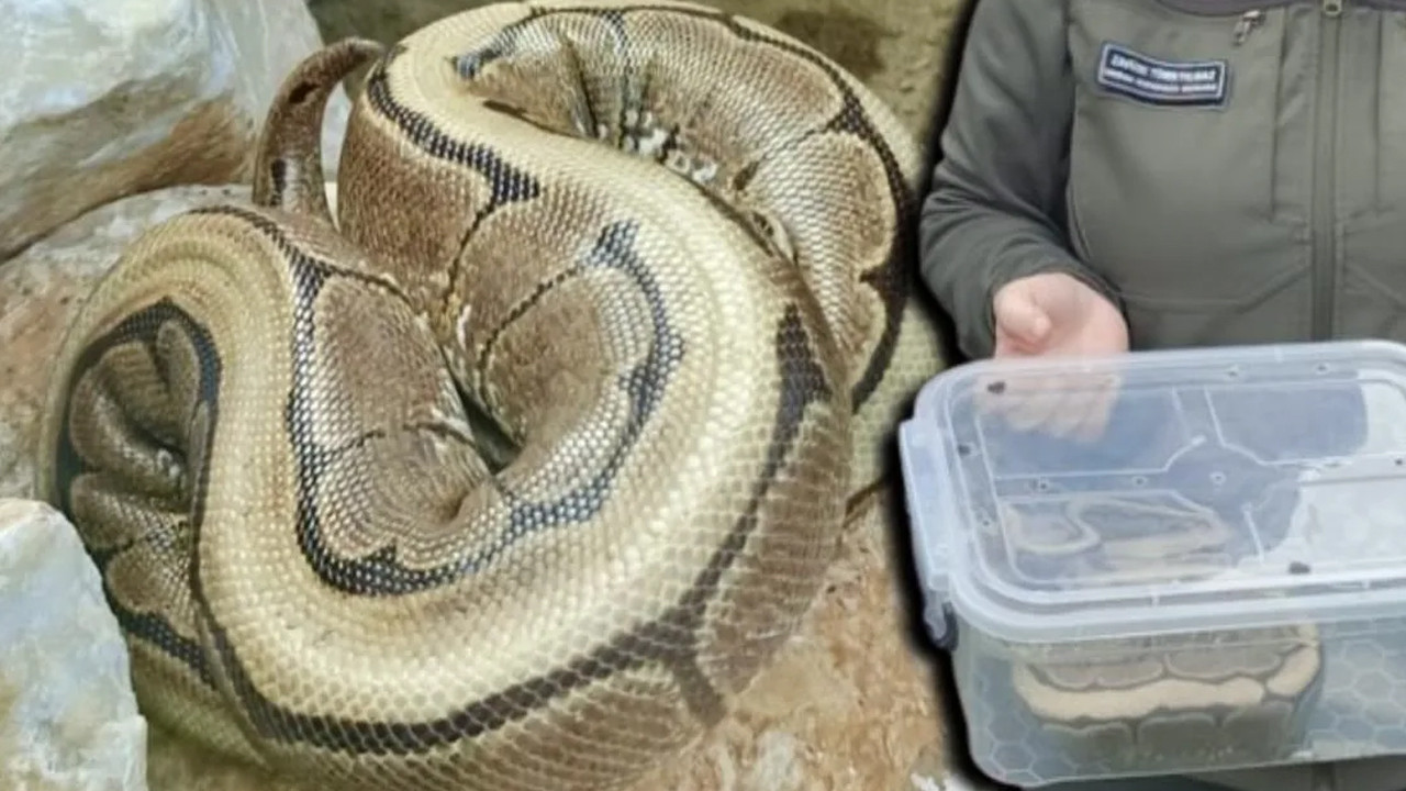 Ordu’da yasa dışı piton ele geçirildi: Hayvanat bahçesine teslim edildi