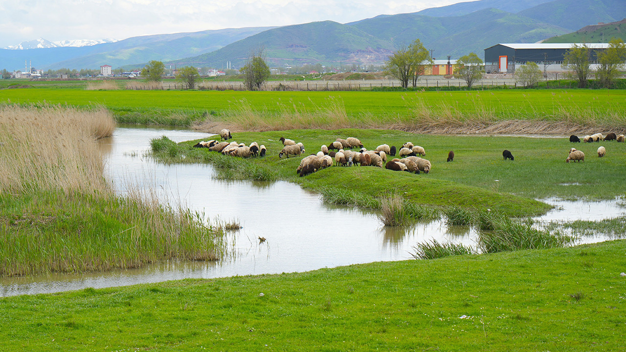 "Anlatmaya gerek yok, görüyorsunuz!" Muş Ovası’nda bereket fışkırdı