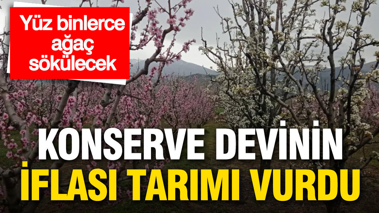 Konserve devinin iflası tarımı vurdu: Yüz binlerce ağaç sökülecek