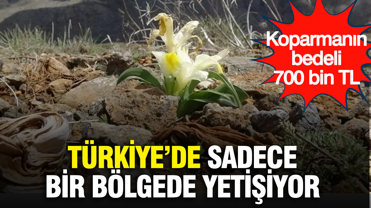 Türkiye’de sadece bir bölgede yetişiyor: Tesadüfen görüntülendi: Koparmanın bedeli 700 bin TL