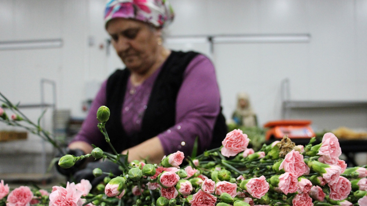 Türkiye'den Avrupa'ya Anneler Günü ihracatı