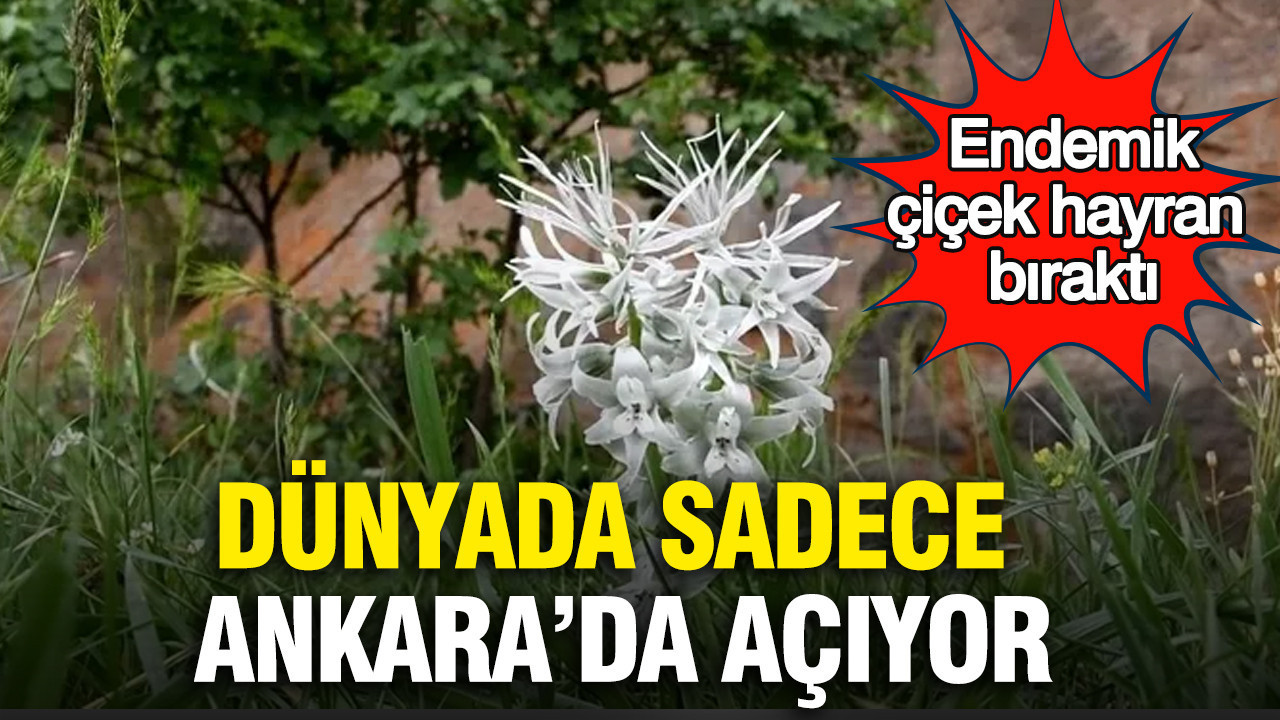 Dünyada sadece Ankara’da açıyor: Endemik çiçek hayran bıraktı