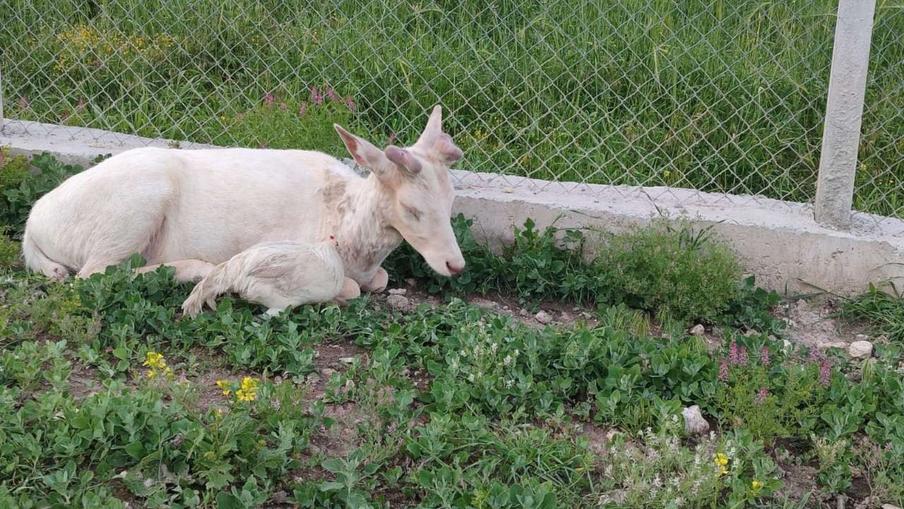 Horozdan koyunlara: Beyaz alageyik yine şaşırttı