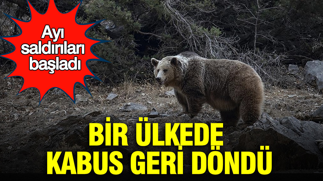 Japonya'da kabus geri döndü: Ayı saldırıları başladı