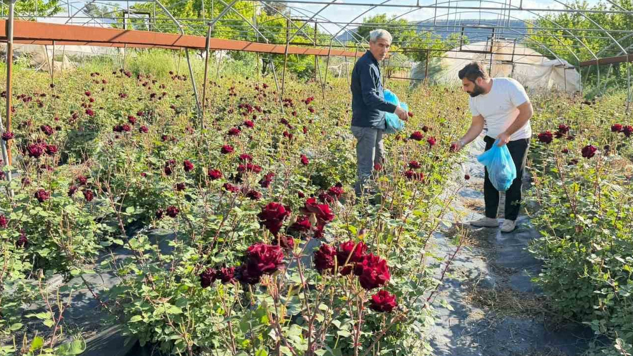 Şanlıurfa'da karagül hasadı başladı