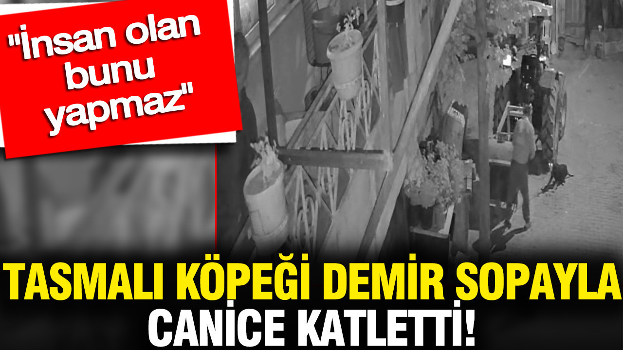 Tasmalı köpeği demir sopayla canice katletti: İnsan olan bunu yapmaz