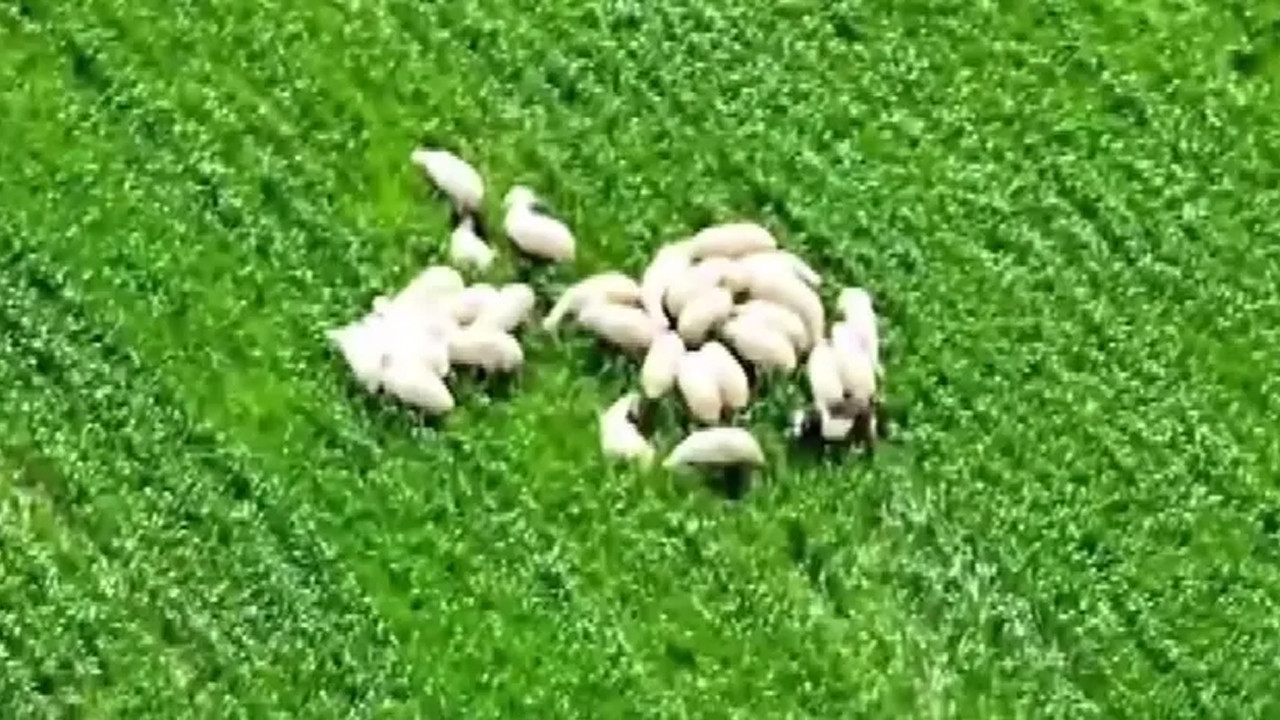 Amasya'da kayıp sürüyü AFAD'ın dronu tespit etti