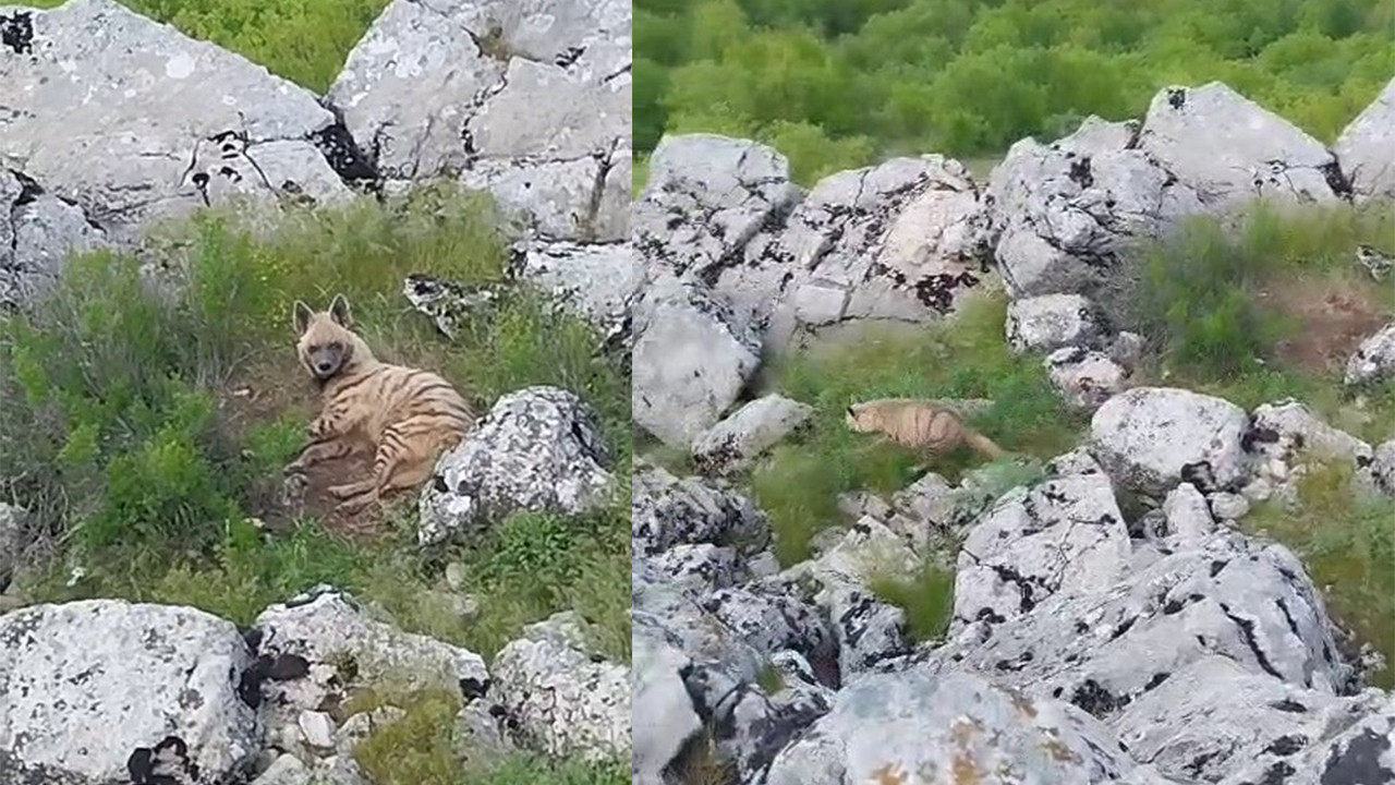 Anadolu’nun “hayaleti” ortaya çıktı