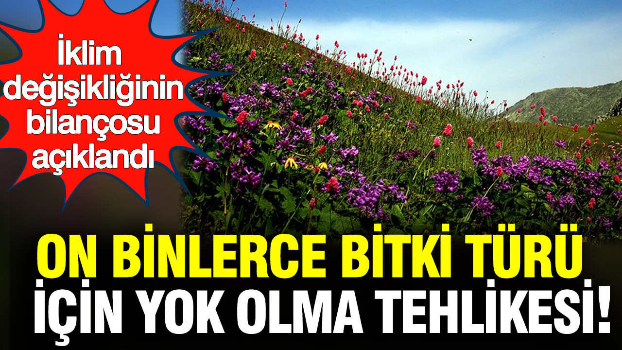 İklim değişikliği on binlerce bitki türünü yok edecek