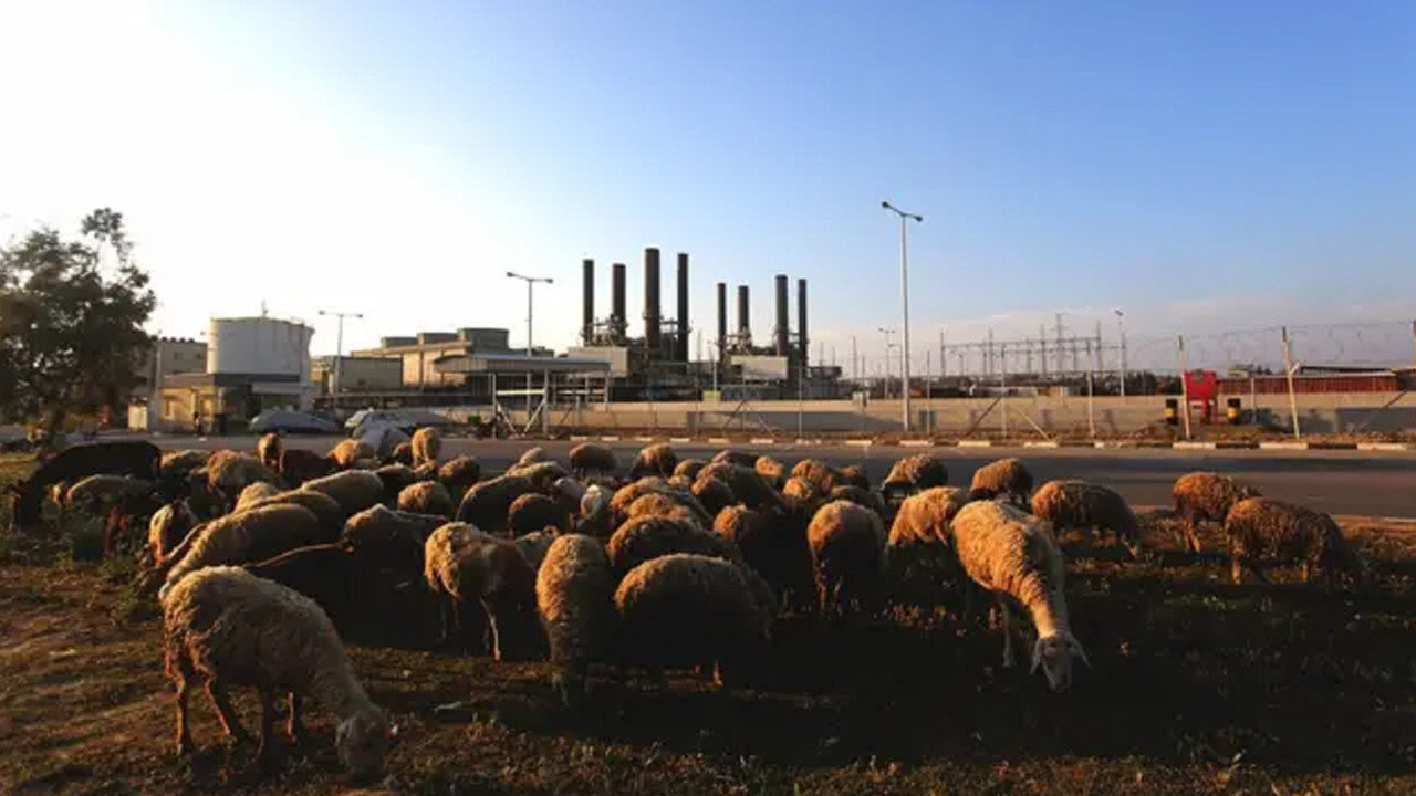 İsrailliler, Batı Şeria'da Filistinlilere ait 80 koyunu çaldı