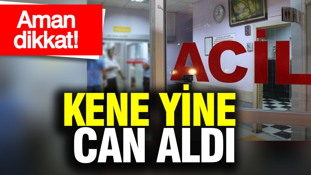 Aman dikkat! Kene yine can aldı