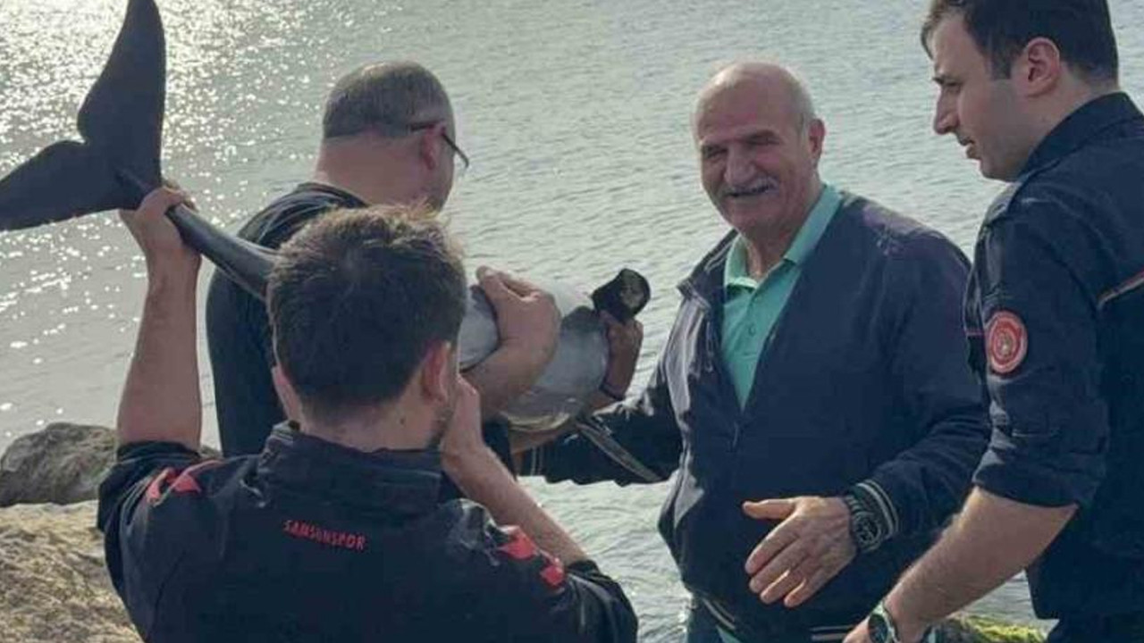 Balık sanıp gittiler, dev yunusu görünce şoke oldular: Kahraman polis devreye girdi
