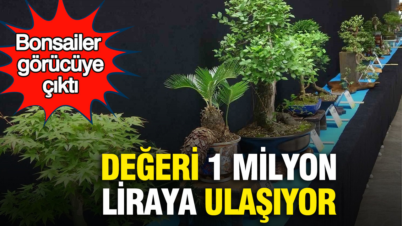 Bonsailer görücüye çıktı: Değeri 1 milyon liraya ulaşıyor