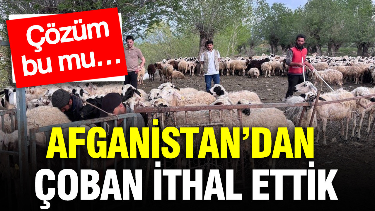 Afganistan’dan çoban ithal ettik: Çözüm bu mu…