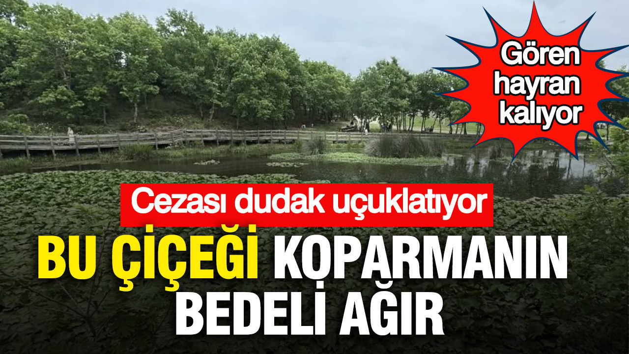Gören hayran kalıyor: Bu çiçeği koparmanın bedeli ağır: Cezası dudak uçuklatıyor