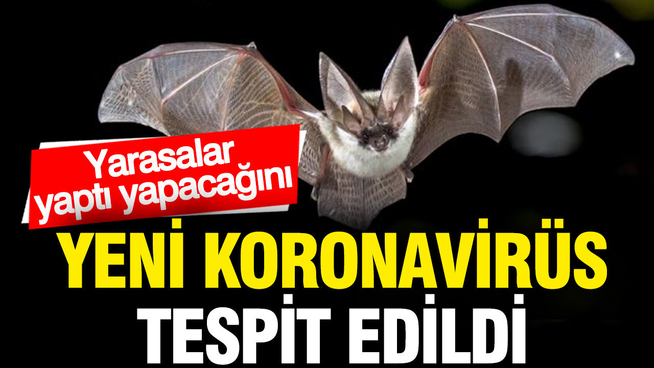 Yarasalarda yeni bir koronavirüs türü tespit edildi