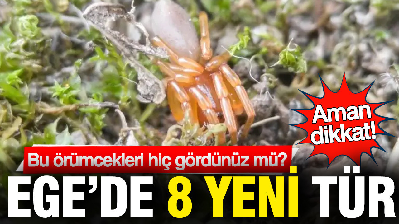 Ege'de 8 yeni örümcek türü