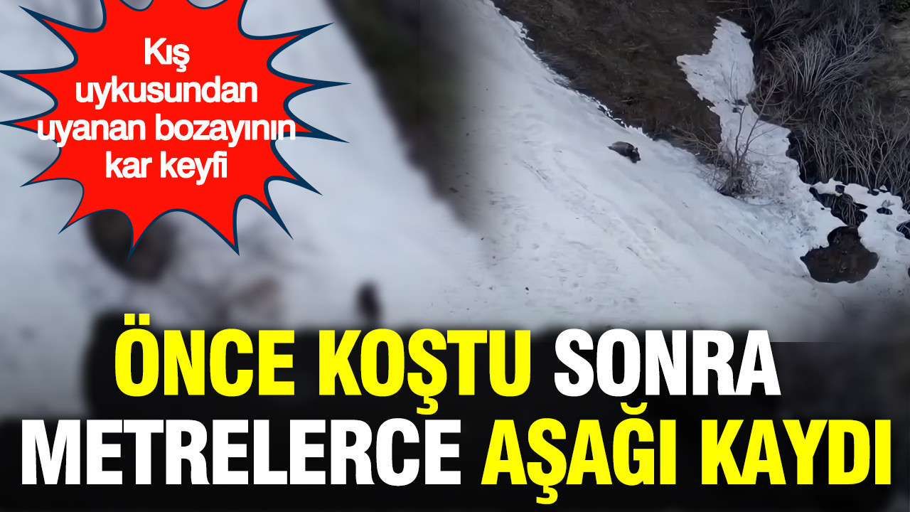 Artvin'de kış uykusundan uyanan bozayının kar keyfi