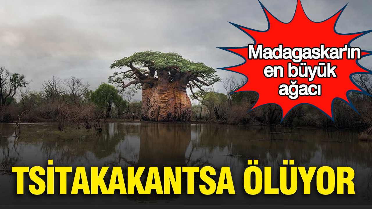 Madagaskar'ın en büyük ağacı: Tsitakakantsa ölüyor