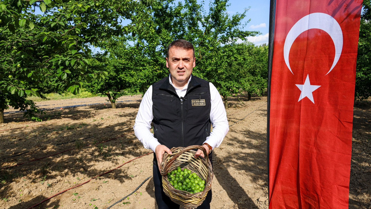 Vali Sözer ‘Can Eriği’ hasadına katıldı