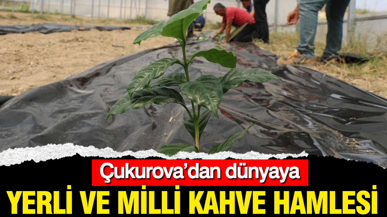 Yerli ve milli kahve hamlesi: Çukurova’dan dünyaya